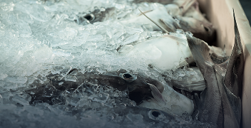 어류 양식 AI 학습데이터 구축